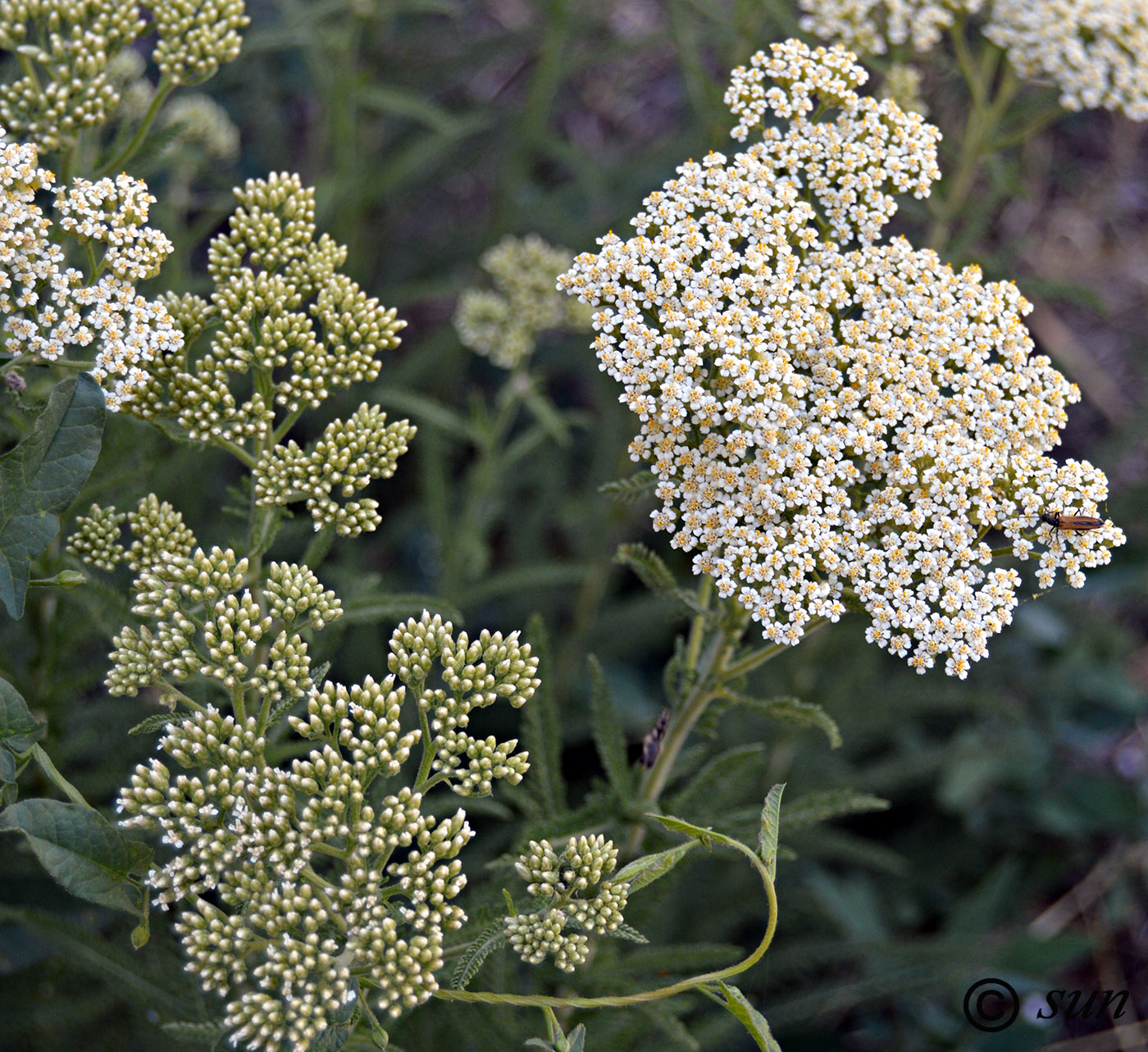 Изображение особи Achillea millefolium.