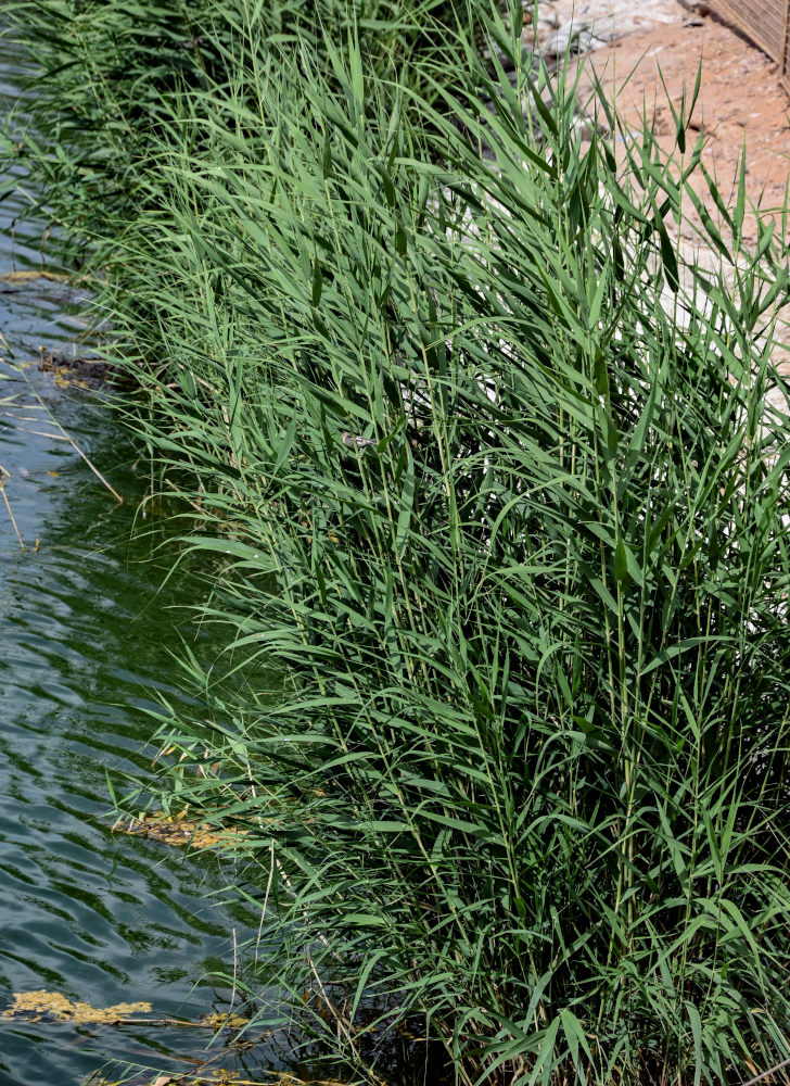 Image of Phragmites australis specimen.