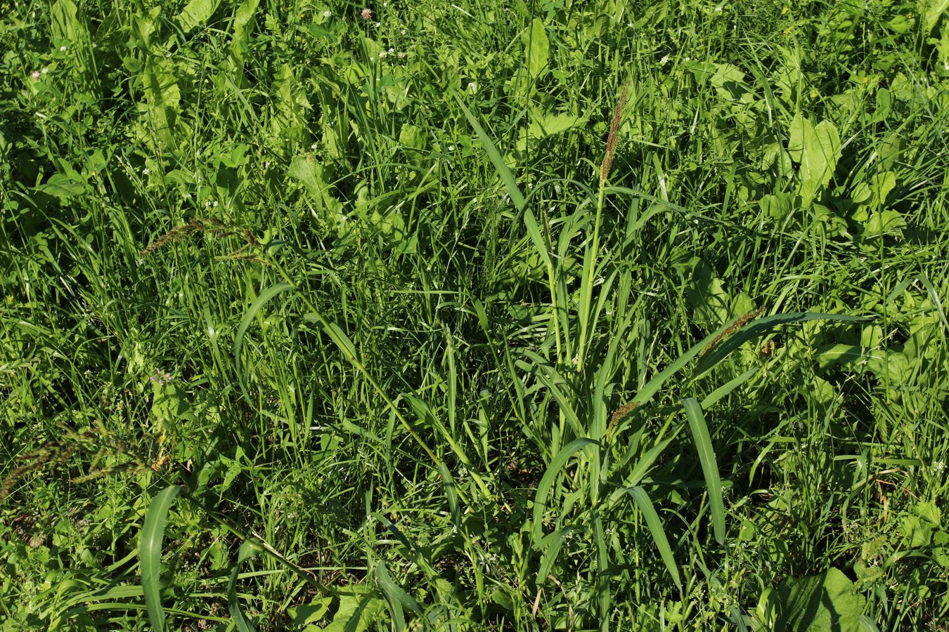 Image of Echinochloa crus-galli specimen.