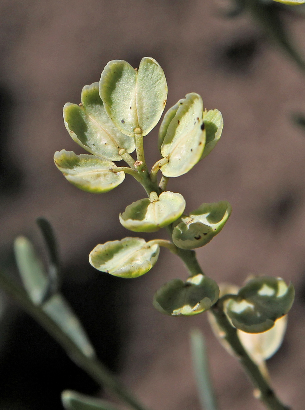 Image of Aethionema pulchellum specimen.