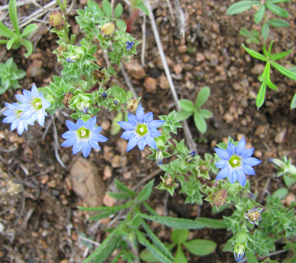 Image of Gentiana squarrosa specimen.