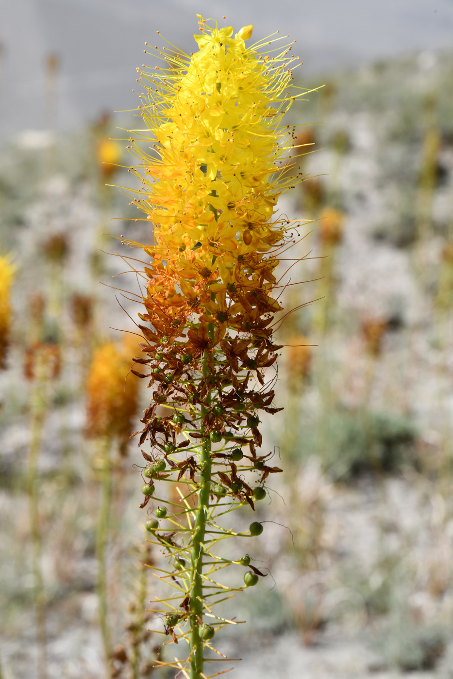 Image of Eremurus stenophyllus specimen.