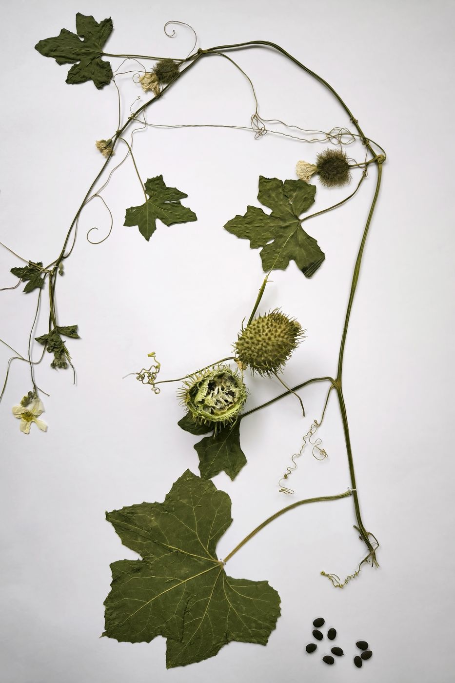 Image of Luffa echinata specimen.