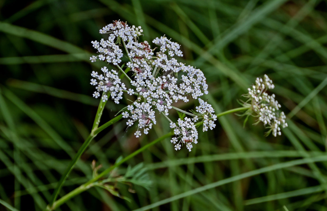 Image of Thyselium palustre specimen.