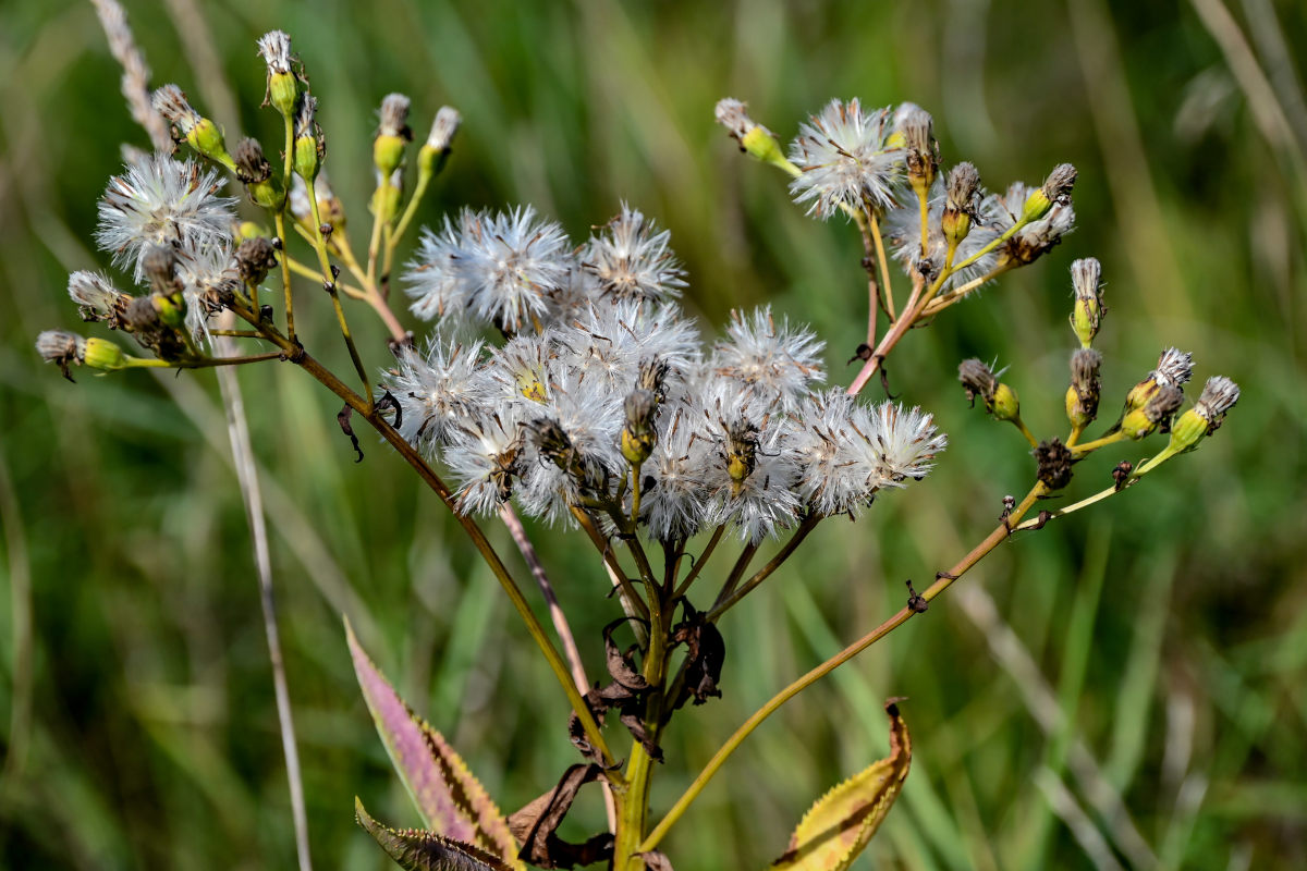 Image of Senecio sarracenicus specimen.