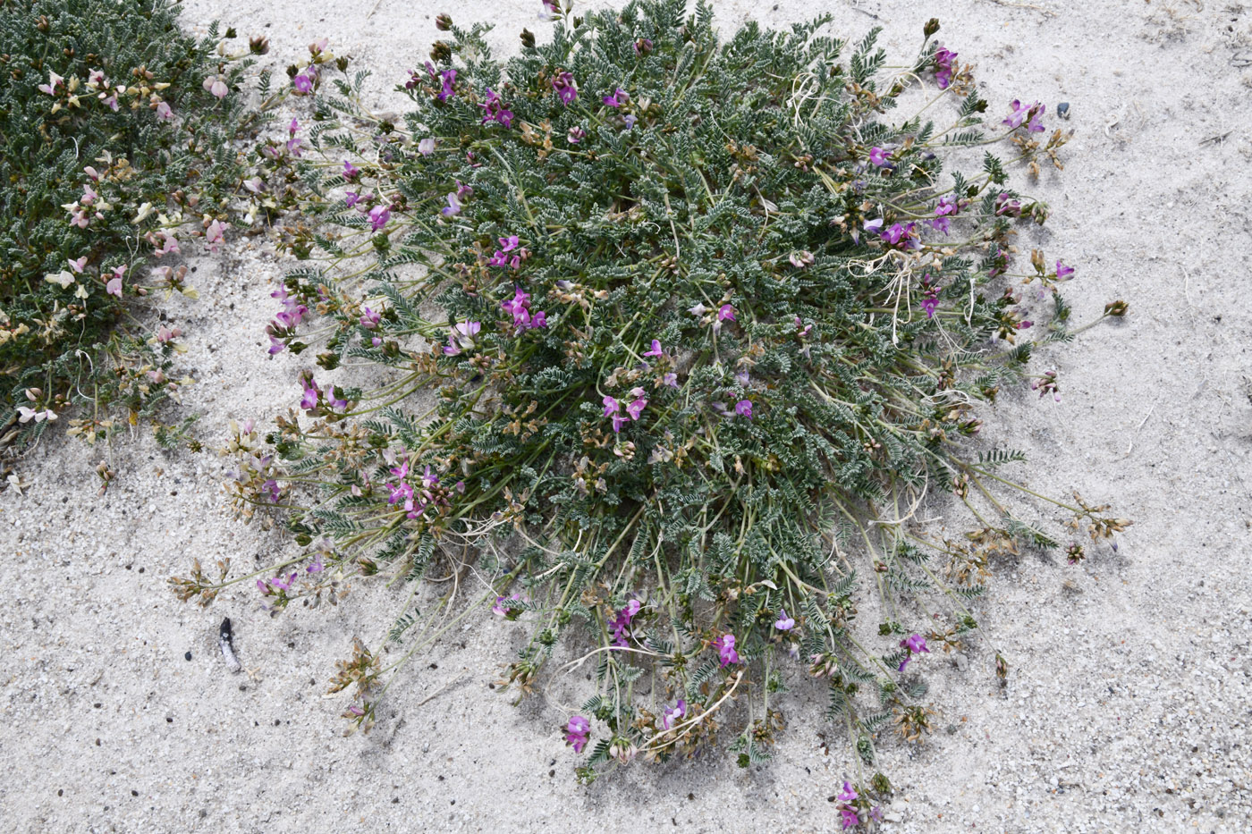 Image of genus Oxytropis specimen.