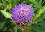 Cynara scolymus