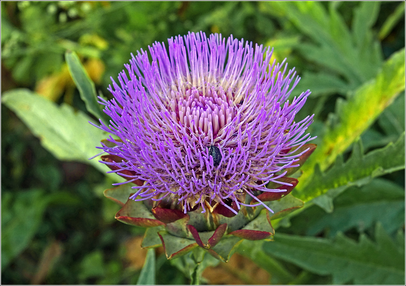 Изображение особи Cynara scolymus.