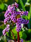 Bergenia crassifolia. Соцветие. Брянская обл., г. Брянск, в культуре. 02.05.2024.