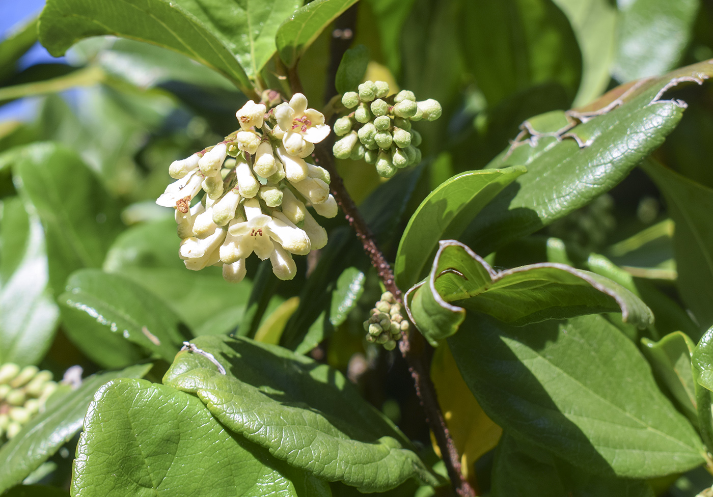 Image of Viburnum suspensum specimen.