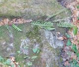 Polypodium vulgare