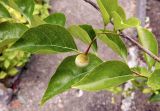 Styrax officinalis. Часть побега с плодом. Италия, г. Падуя, ботанический сад Падуи (Orto Botanico di Padova). Июль.