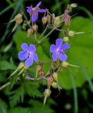 Geranium pratense. Соцветие с завязавшимися плодами. Вологодская обл., Вологодский р-н, окр. дер. Кирики-Улита, опушка смешанного леса. 14.07.2024.