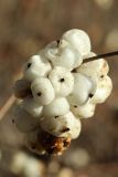 Symphoricarpos albus variety laevigatus. Перезимовавшее прошлогоднее соплодие. Санкт-Петербург, Кировский р-н, в уличном озеленении. 09.03.2025.