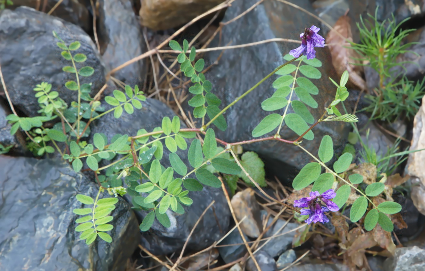 Изображение особи Astragalus brachytropis.