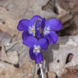 Viola dehnhardtii. Цветки. Крым, Бахчисарайский р-н, окр. с. Соколиное, скалистый берег р. Коккозка. 25.03.2025.