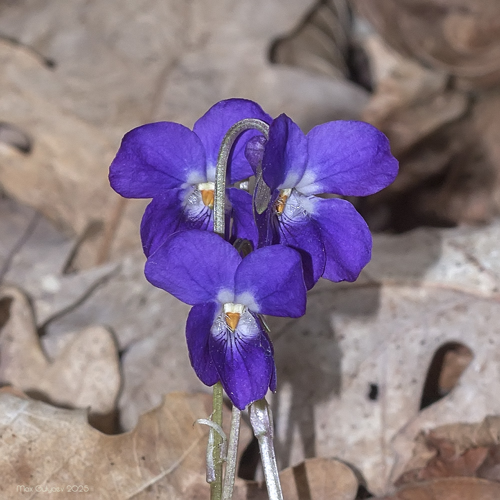 Image of Viola dehnhardtii specimen.