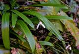 Galanthus woronowii