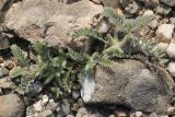 Astragalus sinaicus
