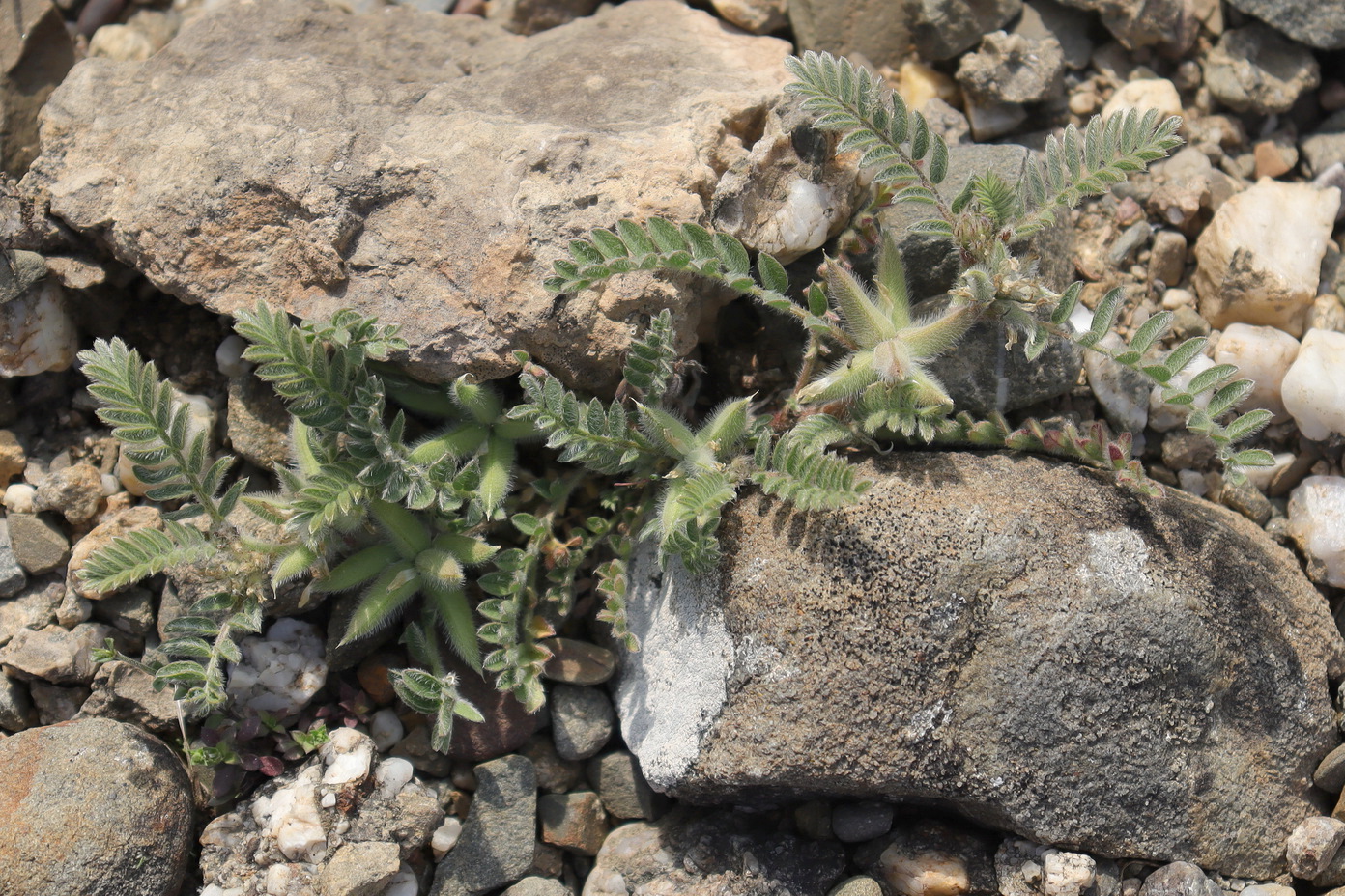 Изображение особи Astragalus sinaicus.