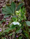 View full-size image Helleborus caucasicus