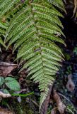 View full-size image Dryopteris filix-mas