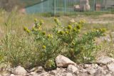 Смотреть изображение Matricaria discoidea