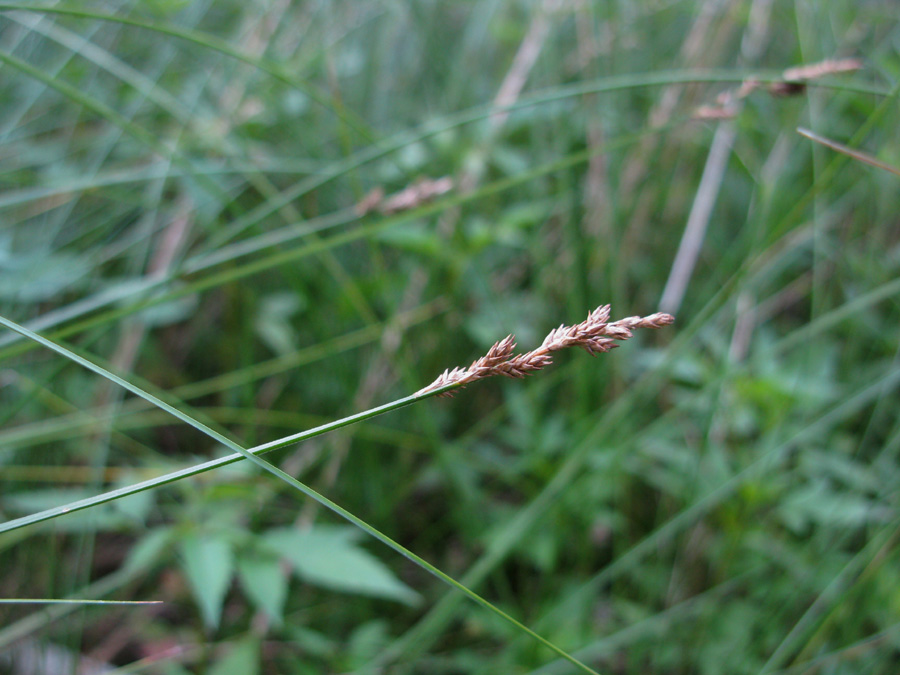 Image of Carex canescens specimen.