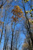 View full-size image Quercus robur