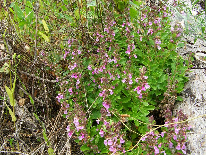 Image of Teucrium chamaedrys specimen.