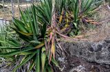 View full-size image Agave americana