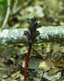 View full-size image Orobanche gamosepala