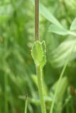 View full-size image Veronica gentianoides