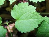 View full-size image Atragene koreana