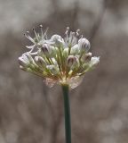 Allium tulipifolium