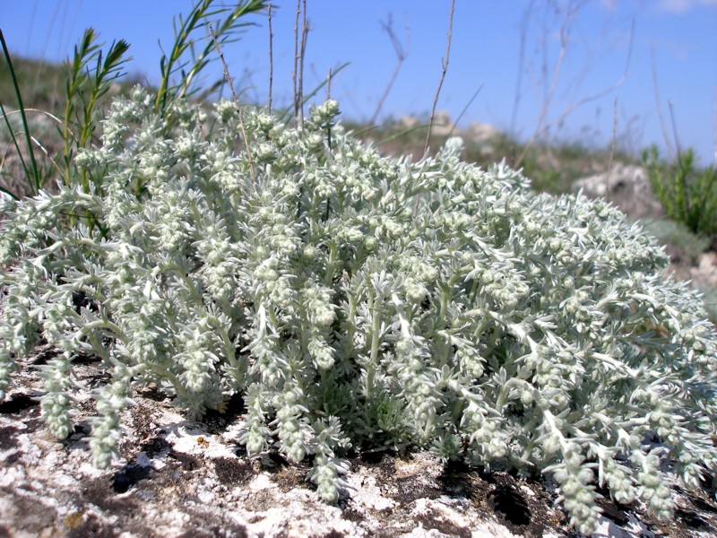 Image of Artemisia caucasica specimen.