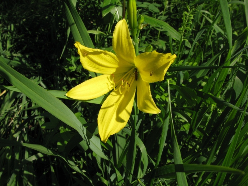 Image of Hemerocallis lilio-asphodelus specimen.