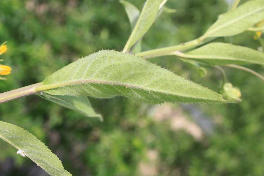 Image of Senecio nemorensis specimen.