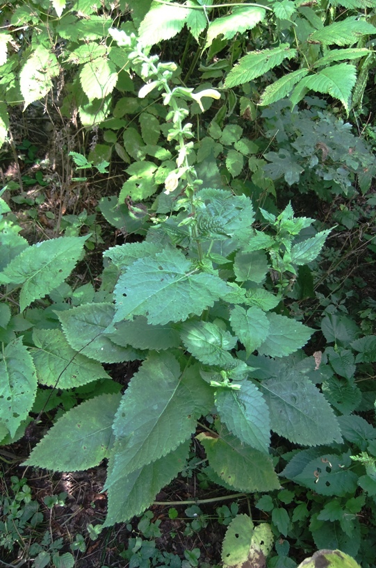 Image of Salvia glutinosa specimen.