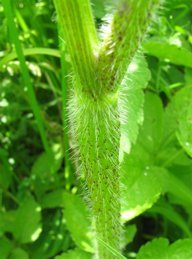 Image of Chaerophyllum aromaticum specimen.