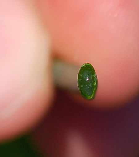 Image of Allium condensatum specimen.