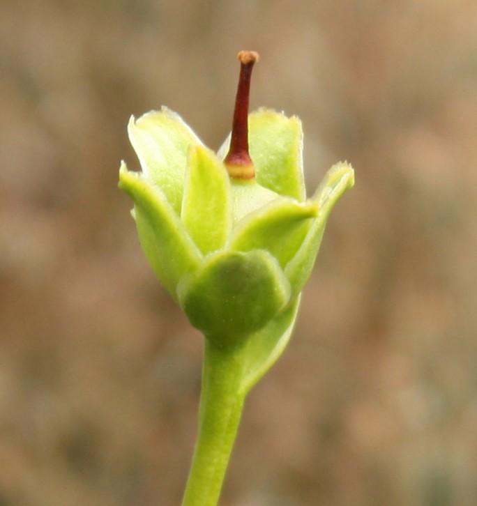 Изображение особи Diapensia lapponica.