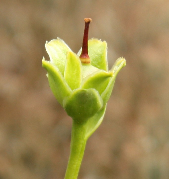 Image of Diapensia lapponica specimen.