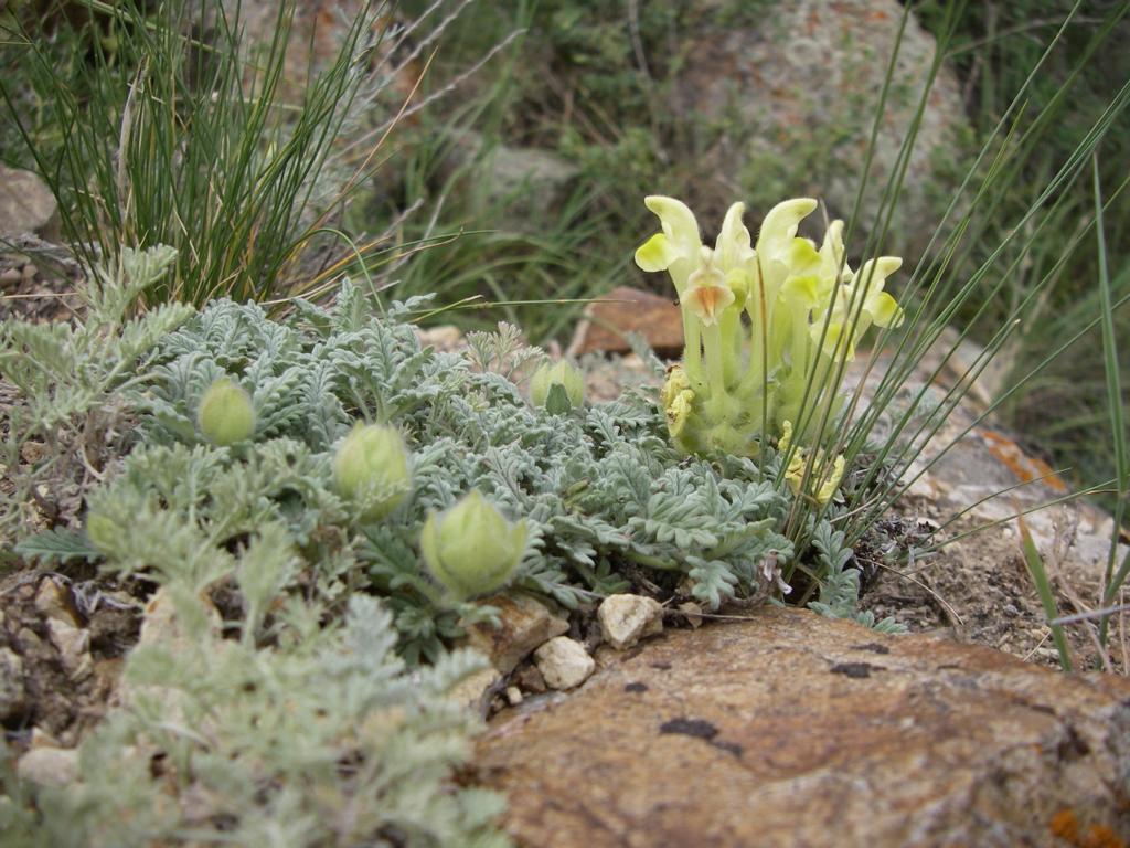 Изображение особи Scutellaria przewalskii.