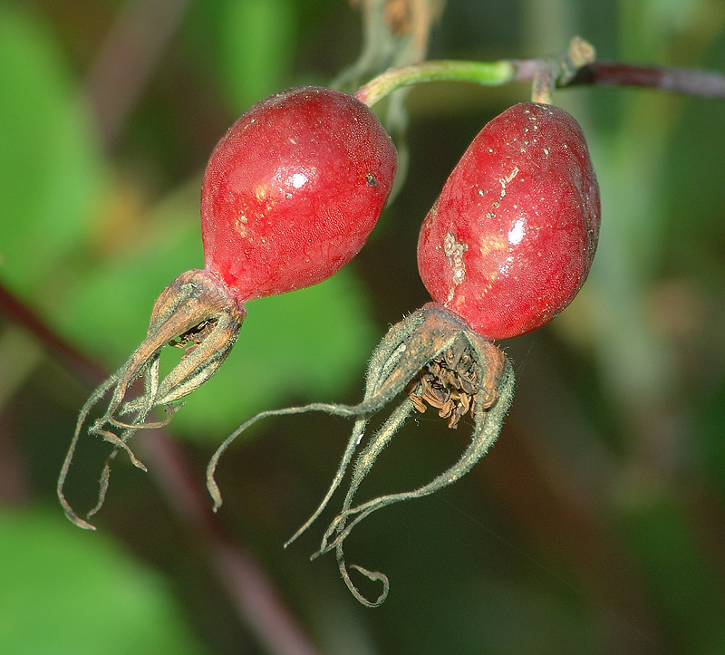 Image of Rosa glabrifolia specimen.