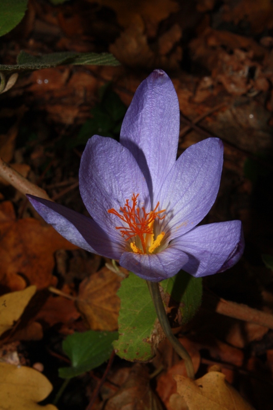 Изображение особи Crocus speciosus.