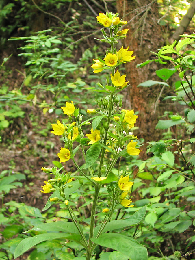 Image of Lysimachia verticillaris specimen.