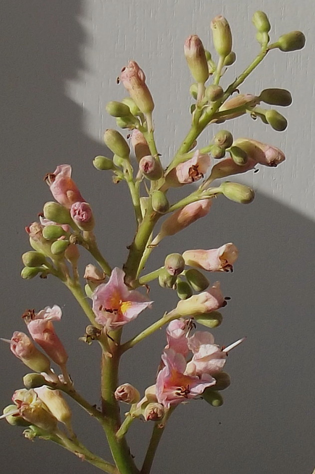 Image of Aesculus &times; carnea specimen.