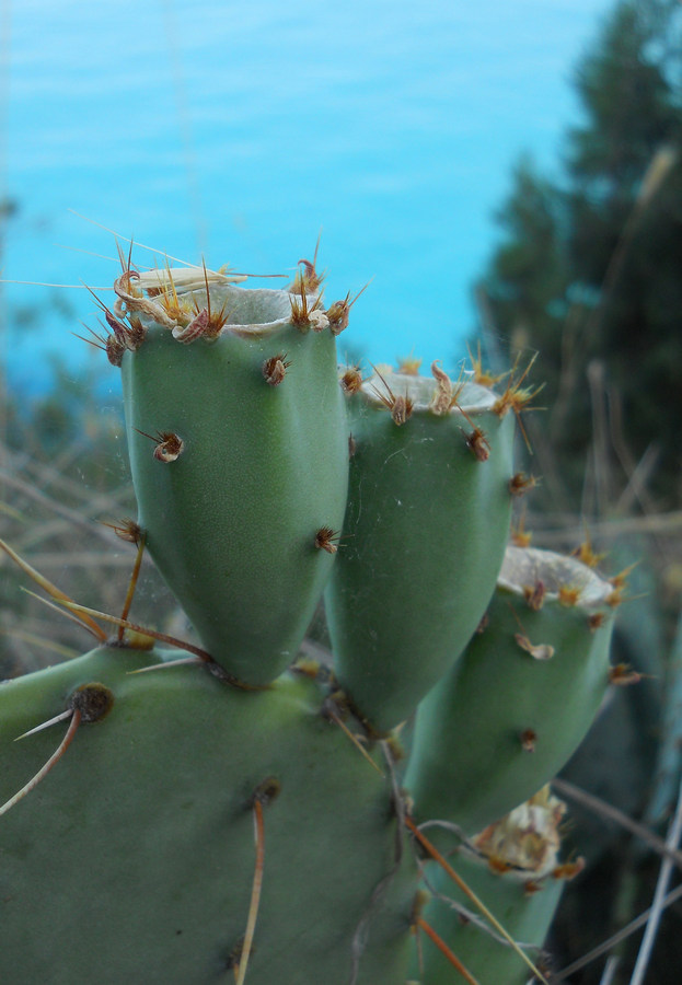 Image of Opuntia engelmannii ssp. lindheimeri specimen.