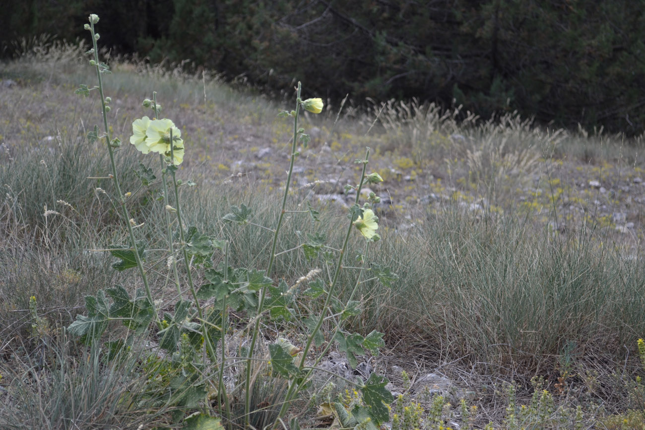 Image of Alcea rugosa specimen.